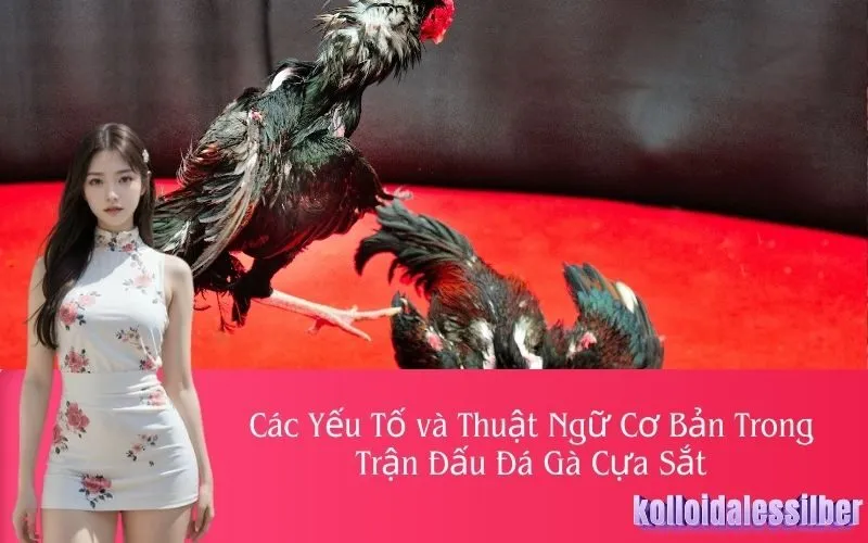 Các Yếu Tố và Thuật Ngữ Cơ Bản Trong Trận Đấu Đá Gà Cựa Sắt