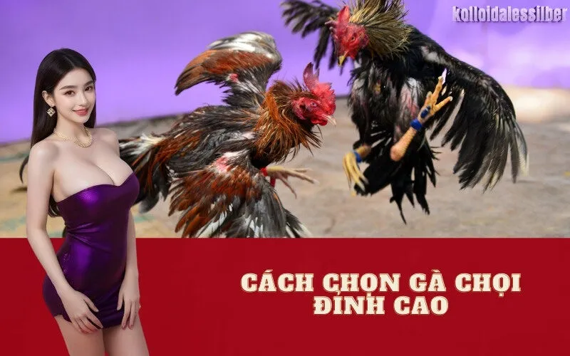 Cách Chọn Gà Chọi Đỉnh Cao