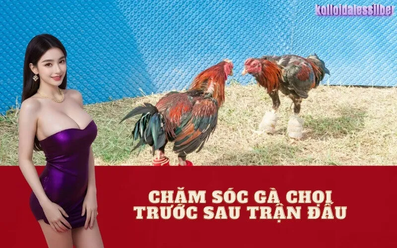 Chăm Sóc Gà Chọi Trước Sau Trận Đấu
