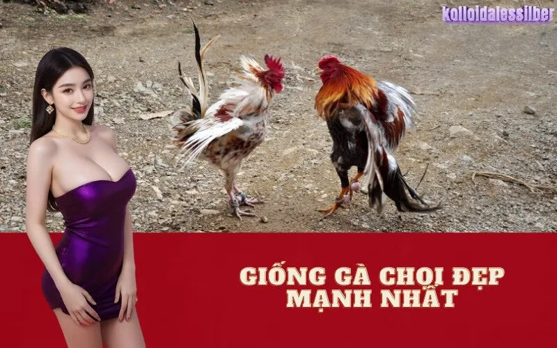 Giống Gà Chọi Đẹp Mạnh Nhất