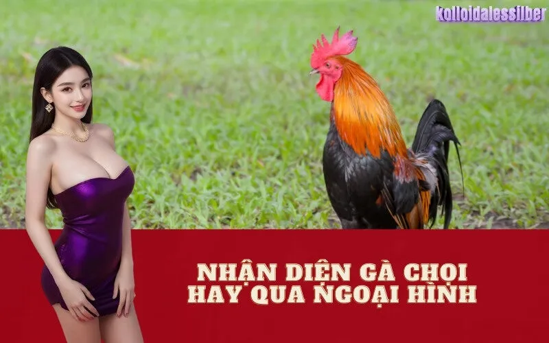 Nhận Diện Gà Chọi Hay Qua Ngoại Hình
