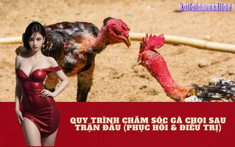 Quy Trình Chăm Sóc Gà Chọi Sau Trận Đấu (Phục Hồi & Điều Trị)