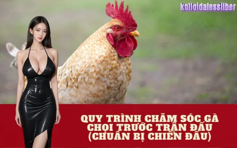 Quy Trình Chăm Sóc Gà Chọi Trước Trận Đấu (Chuẩn Bị Chiến Đấu)