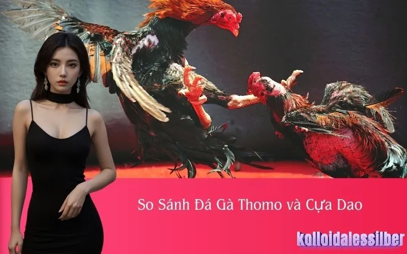 So Sánh Đá Gà Thomo và Cựa Dao
