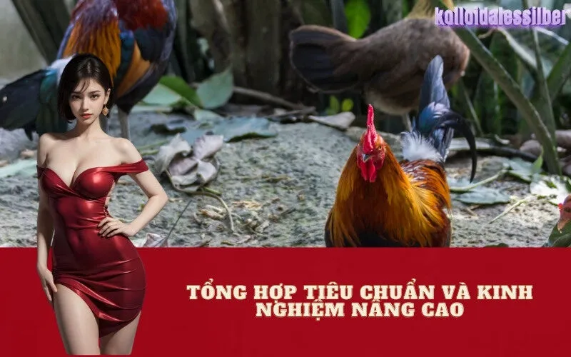 Tổng Hợp Tiêu Chuẩn và Kinh Nghiệm Nâng Cao