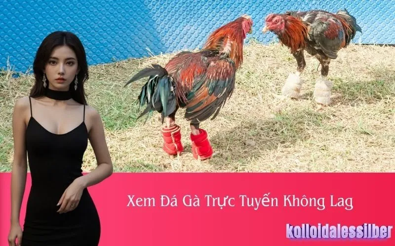 Xem Đá Gà Trực Tuyến Không Lag