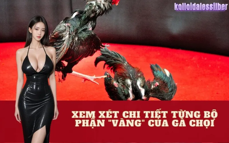 Xem Xét Chi Tiết Từng Bộ Phận "Vàng" Của Gà Chọi