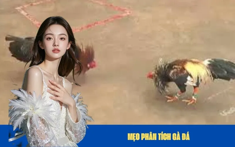 Mẹo Phân Tích Gà Đá