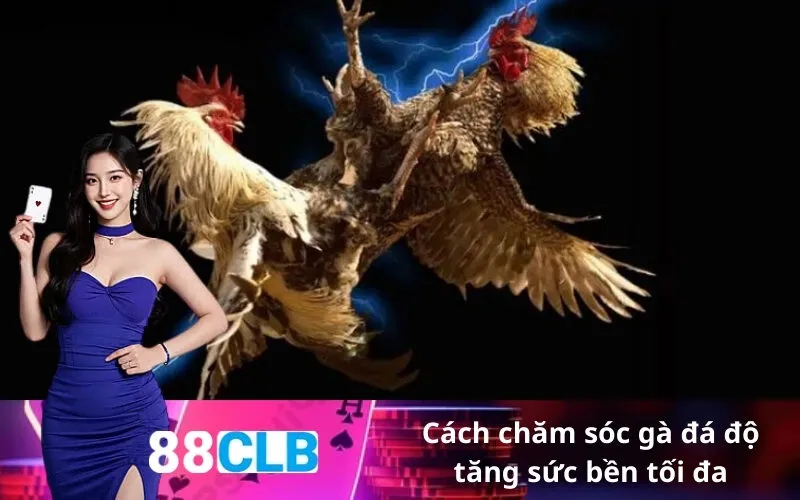 Cách chăm sóc gà đá độ tăng sức bền tối đa