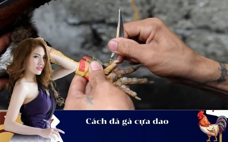 Cách đá gà cựa dao