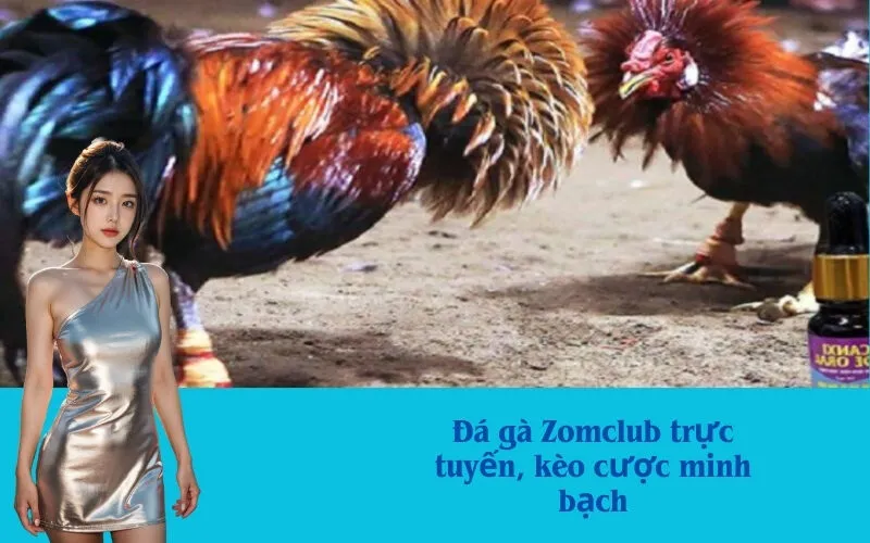 Đá gà Zomclub trực tuyến, kèo cược minh bạch