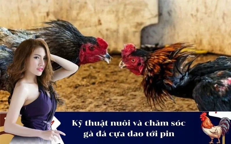 Kỹ thuật nuôi và chăm sóc gà đá cựa dao tới pin